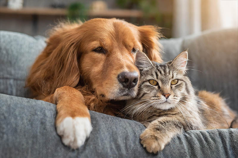 Aiutare cani e gatti a proteggersi con Uncaria